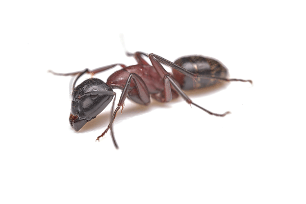 Ants