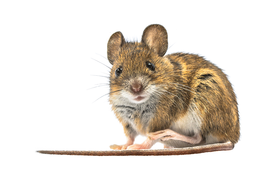 Mouse